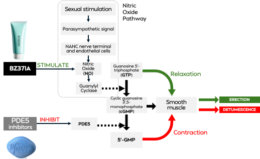 BZ371A peptide mechanism illustration
